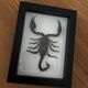 Taxidermie d'un scorpion