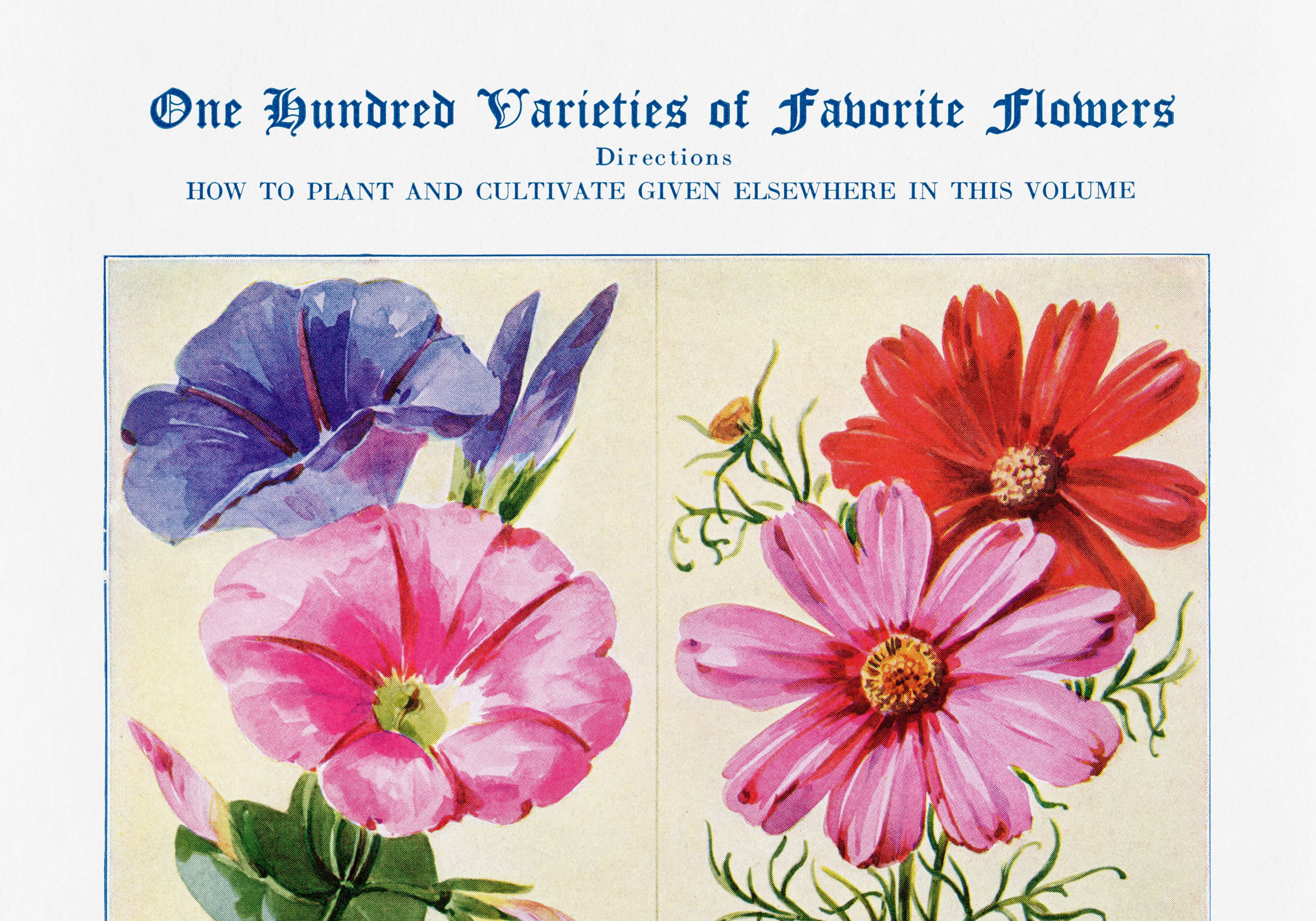 Affiche sur le liseron, le cosmos, le dahlia et le datura