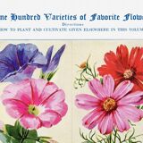 Affiche sur le liseron, le cosmos, le dahlia et le datura