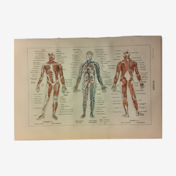 Lithograph on the human body from 1922