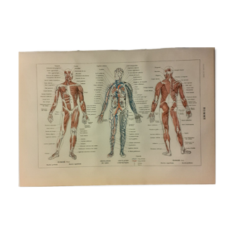Lithographie sur le corps humain de 1922