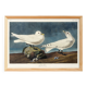 Poster about the Ivory Seagull, after an old engraving from 1827.