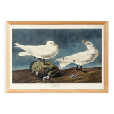 Affiche sur la Mouette ivoire, d’après une gravure ancienne de 1827.