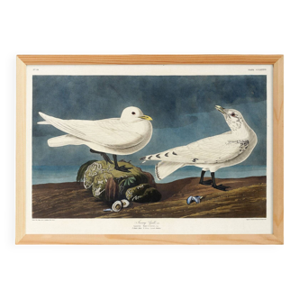 Poster about the Ivory Seagull, after an old engraving from 1827.