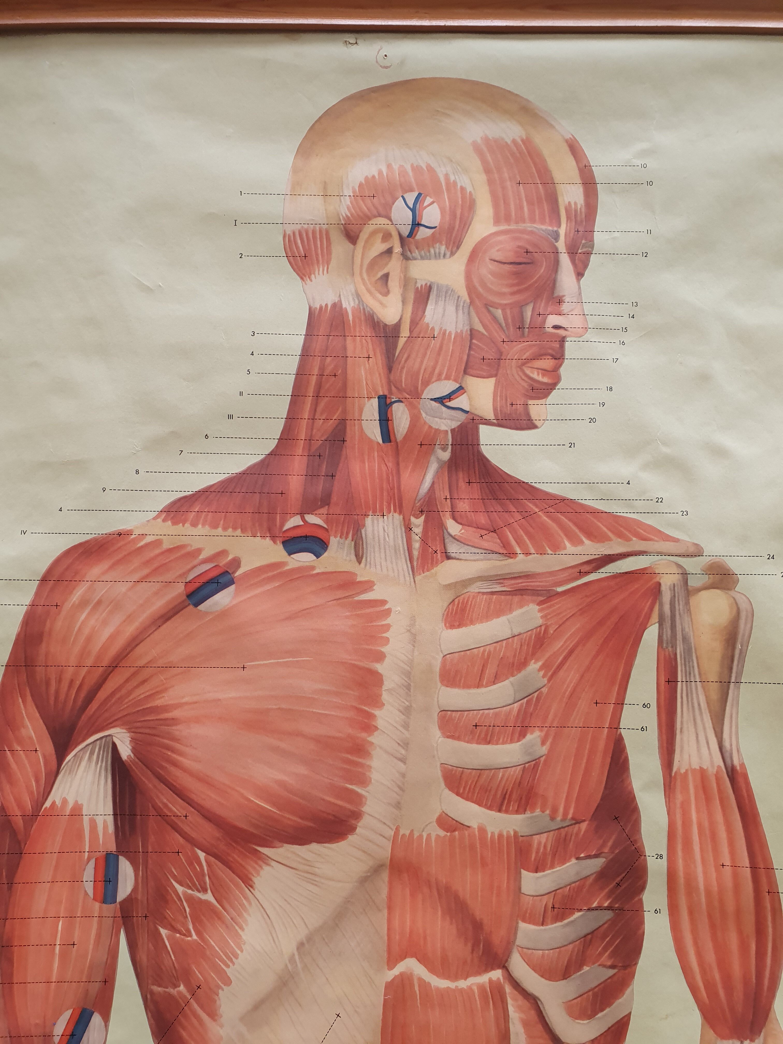 Anatomical plate 1960