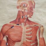 Anatomical plate 1960