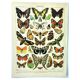 Old engraving 1897 - Butterflies of Europe by A. Millot. Botanical plate