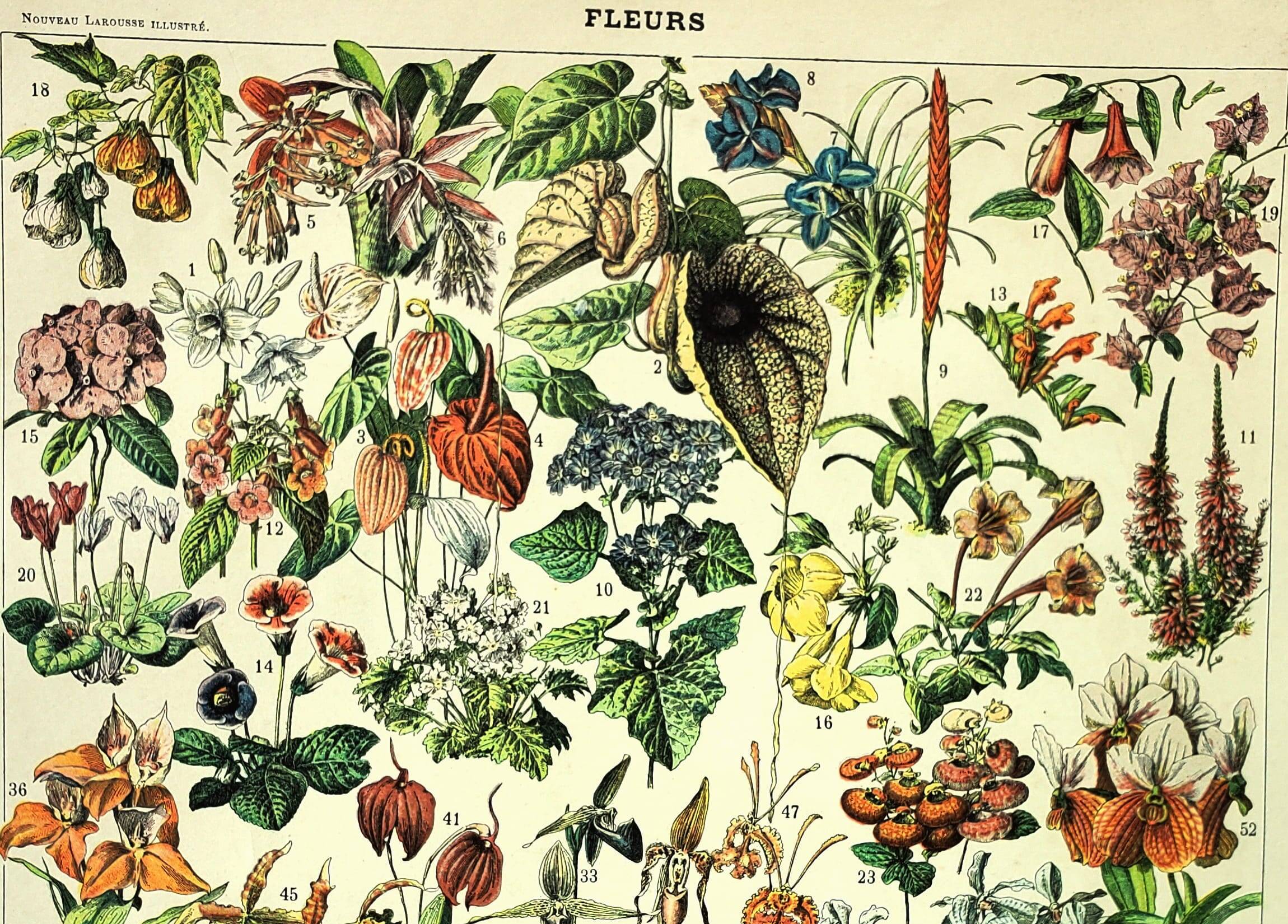 Botanical engraving 1897 A. Millot - Flowers and plants 3