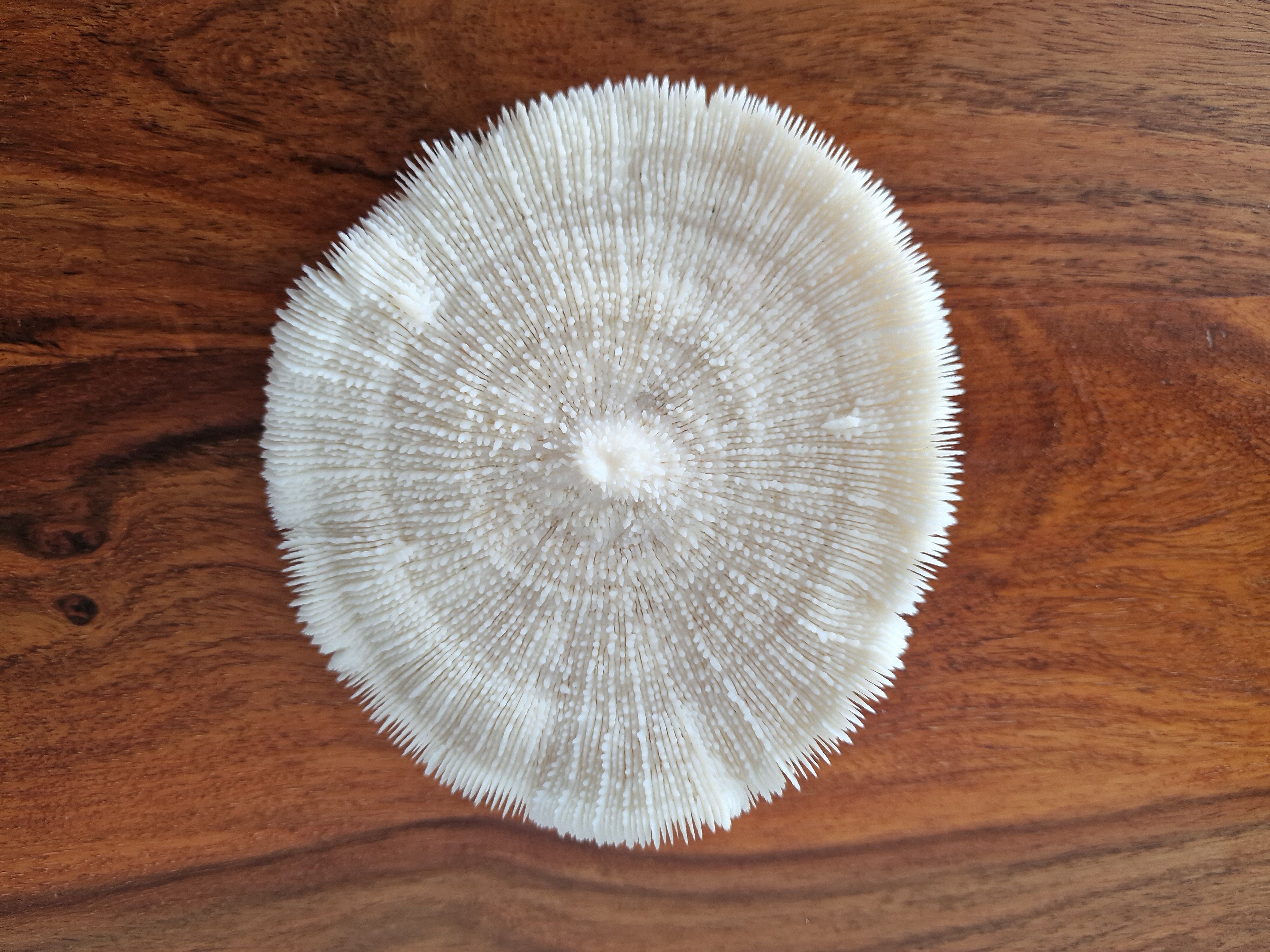 Coral Fungia from the 1970s.