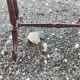 Vintage Louis XVI style wooden coffee table.