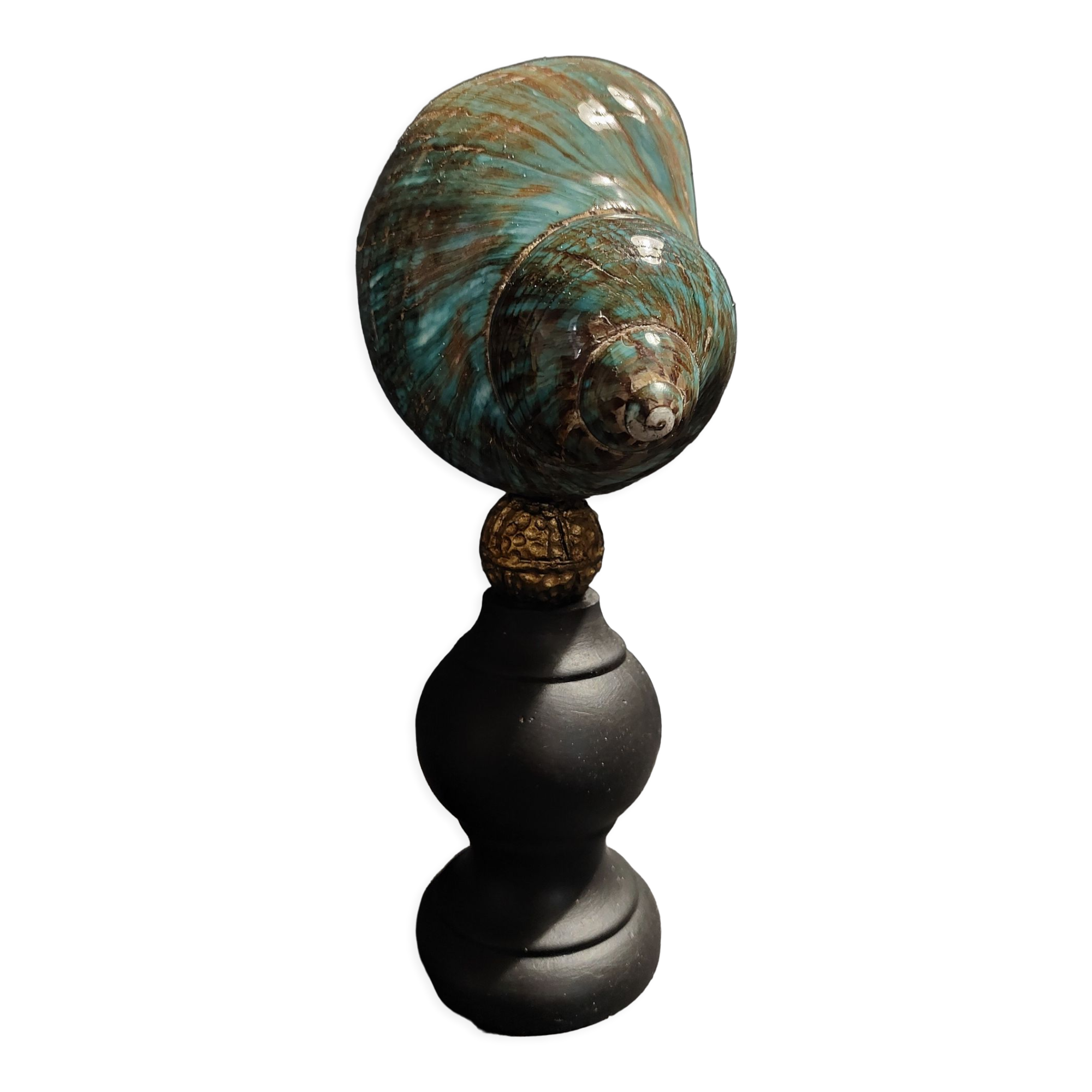 Cabinet of curiosities shell turbo imperialis on base