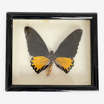 Stuffed butterfly under glass