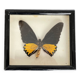 Stuffed butterfly under glass
