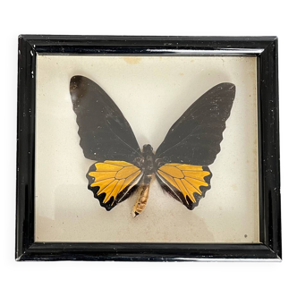 Stuffed butterfly under glass