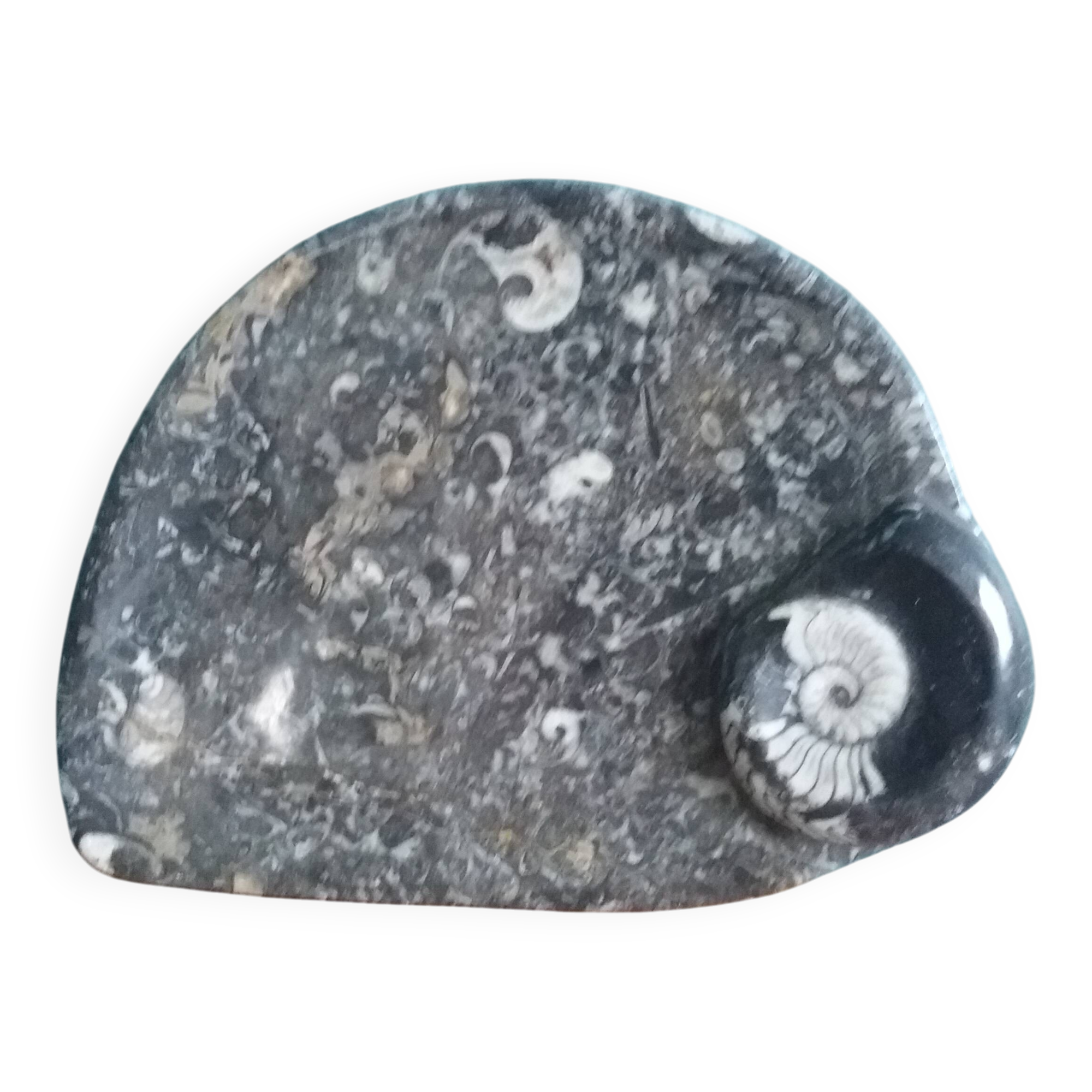 Marble trinket tray with ammonite fossil