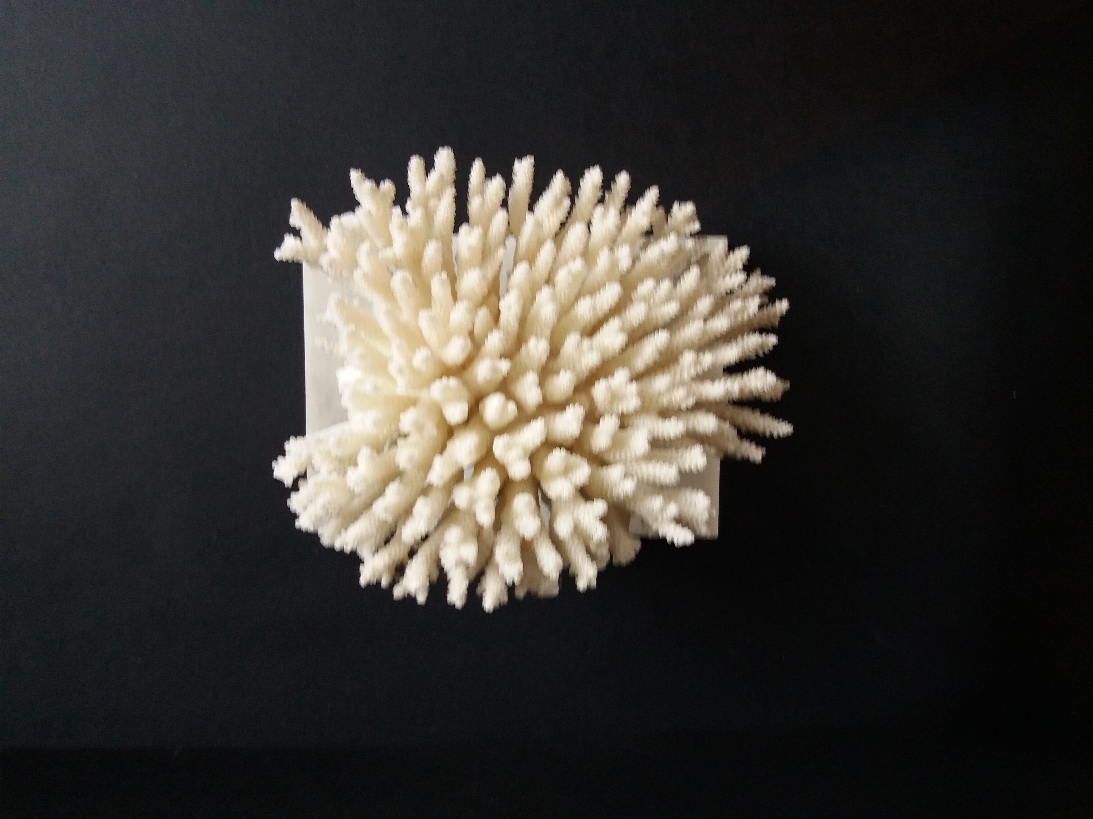 Coral on marble base