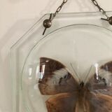 Naturalized butterfly under globe Napoleon III