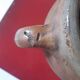 Vase with two handles in terracotta numbered "7"