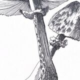 Illustration " Pick " A3