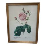 Pink botanical board