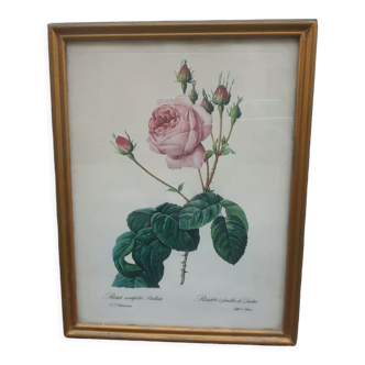 Pink botanical board