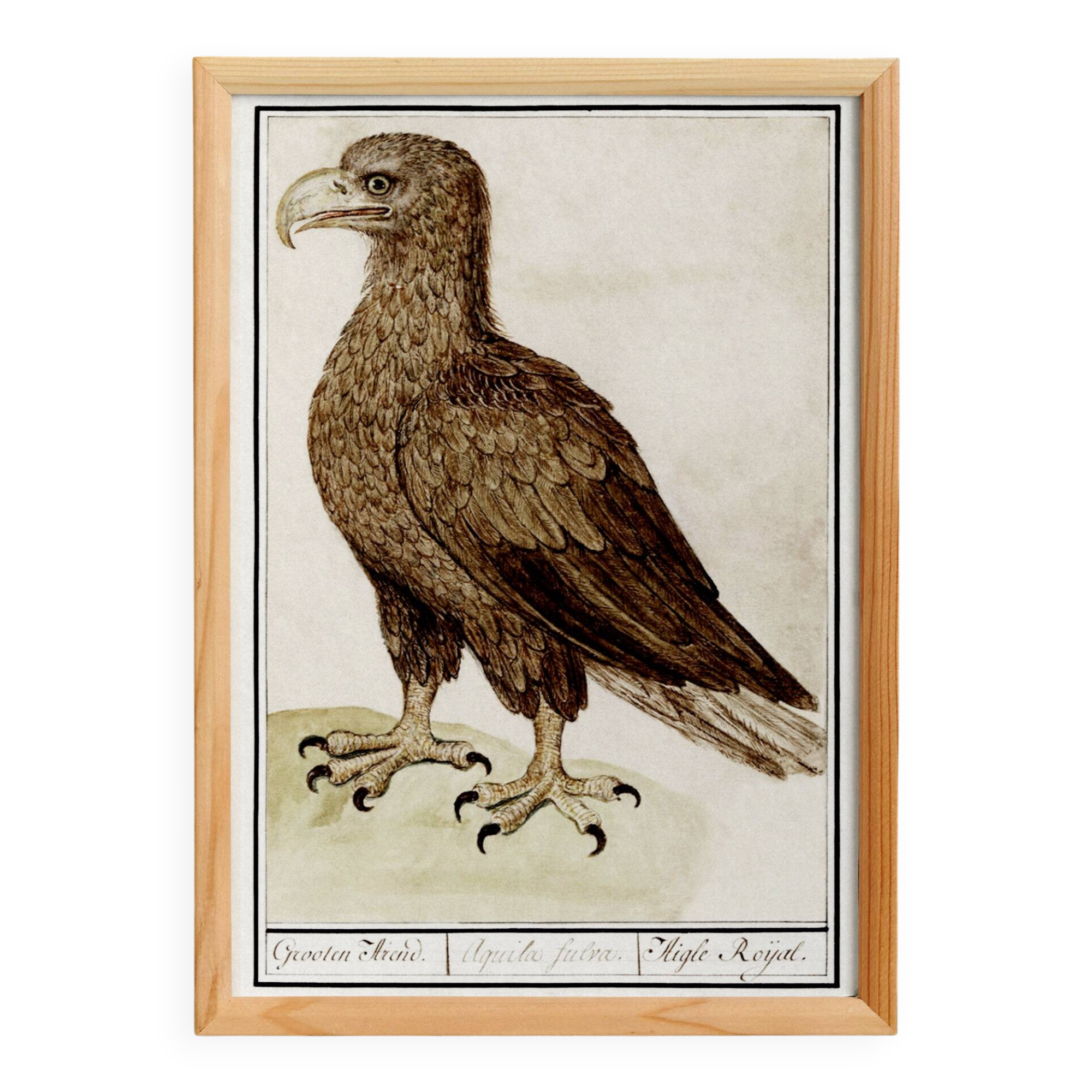 Small poster about the eagle, after an old engraving from 1610.