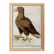 Small poster about the eagle, after an old engraving from 1610.