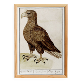Affiche sur l'aigle, d’après une gravure ancienne de 1610