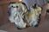 Ceramic dog sculpture from the 1940s-50s.