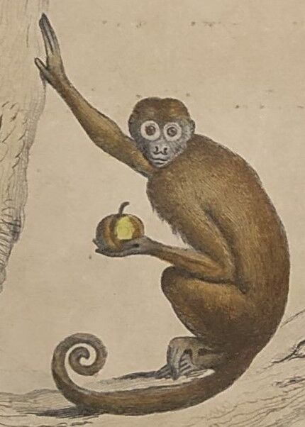 Planche zoologique originale de 1839