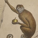 Original zoological plate of 1839