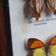 Boite de 6 papillons
