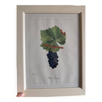 Reproduction encadrée  lithographie du traité d'ampélographie de Viala 1901
