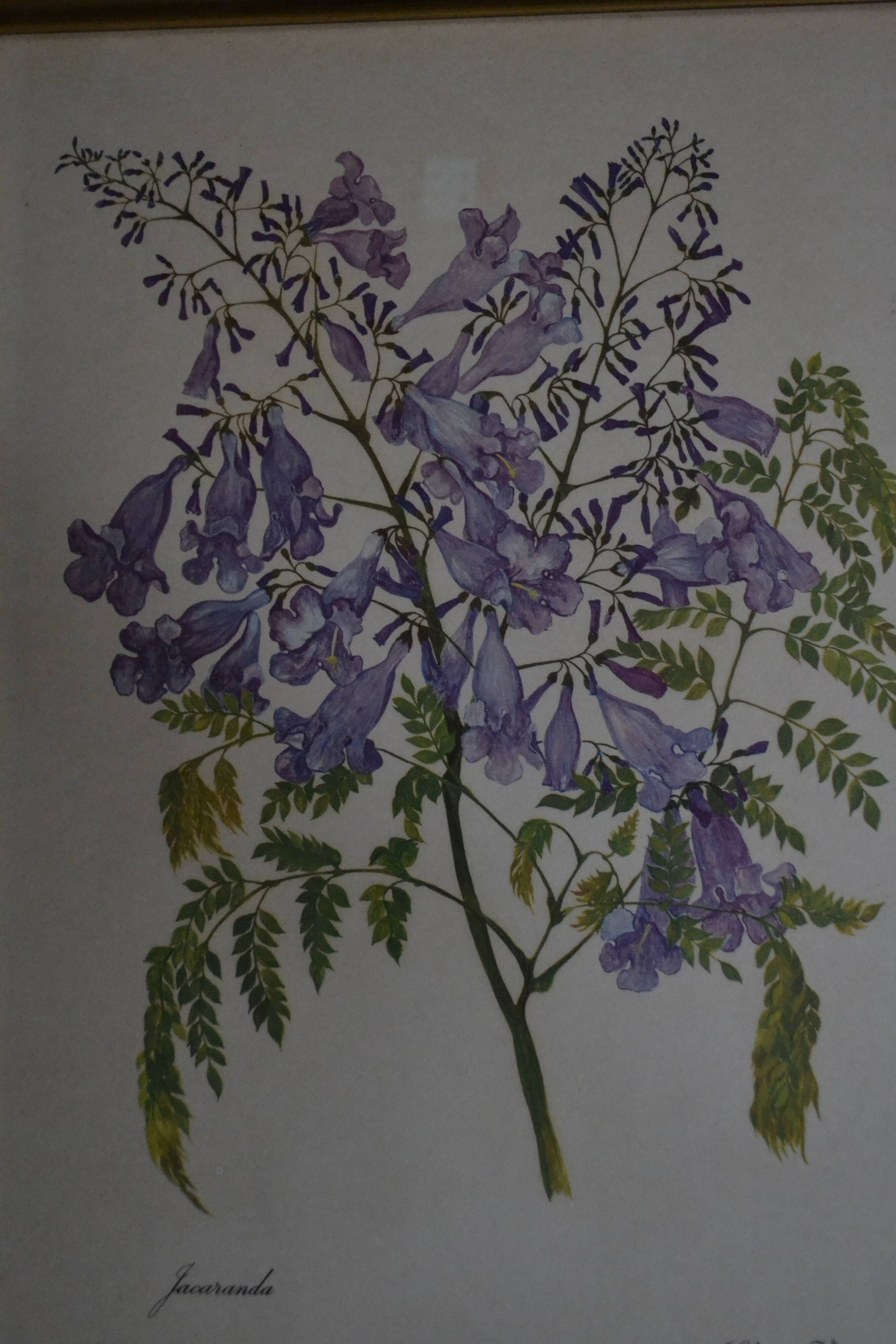 Framed jasmine botanical board