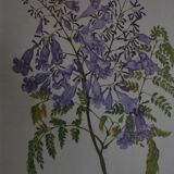 Framed jasmine botanical board