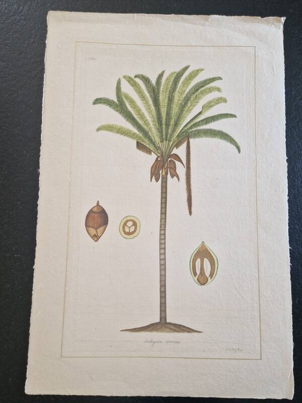 La Roche Laffitte (Born in 1943) - Watercolour drawing on silk - Palm tree