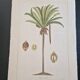La Roche Laffitte (Born in 1943) - Watercolour drawing on silk - Palm tree