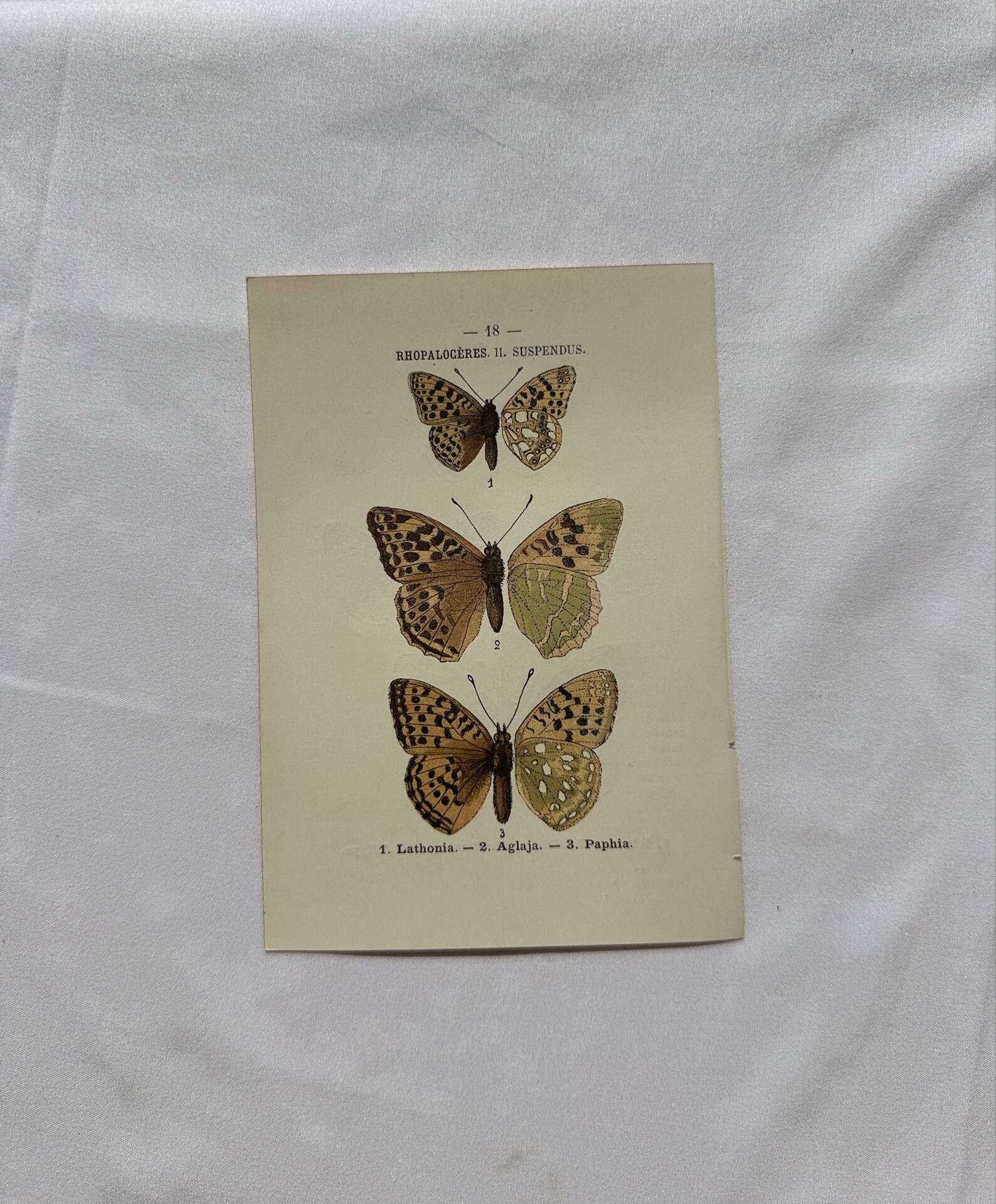 Botanical Plate 1800 Old naturalist engraving 19th century double-sided