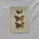 Botanical Plate 1800 Old naturalist engraving 19th century double-sided