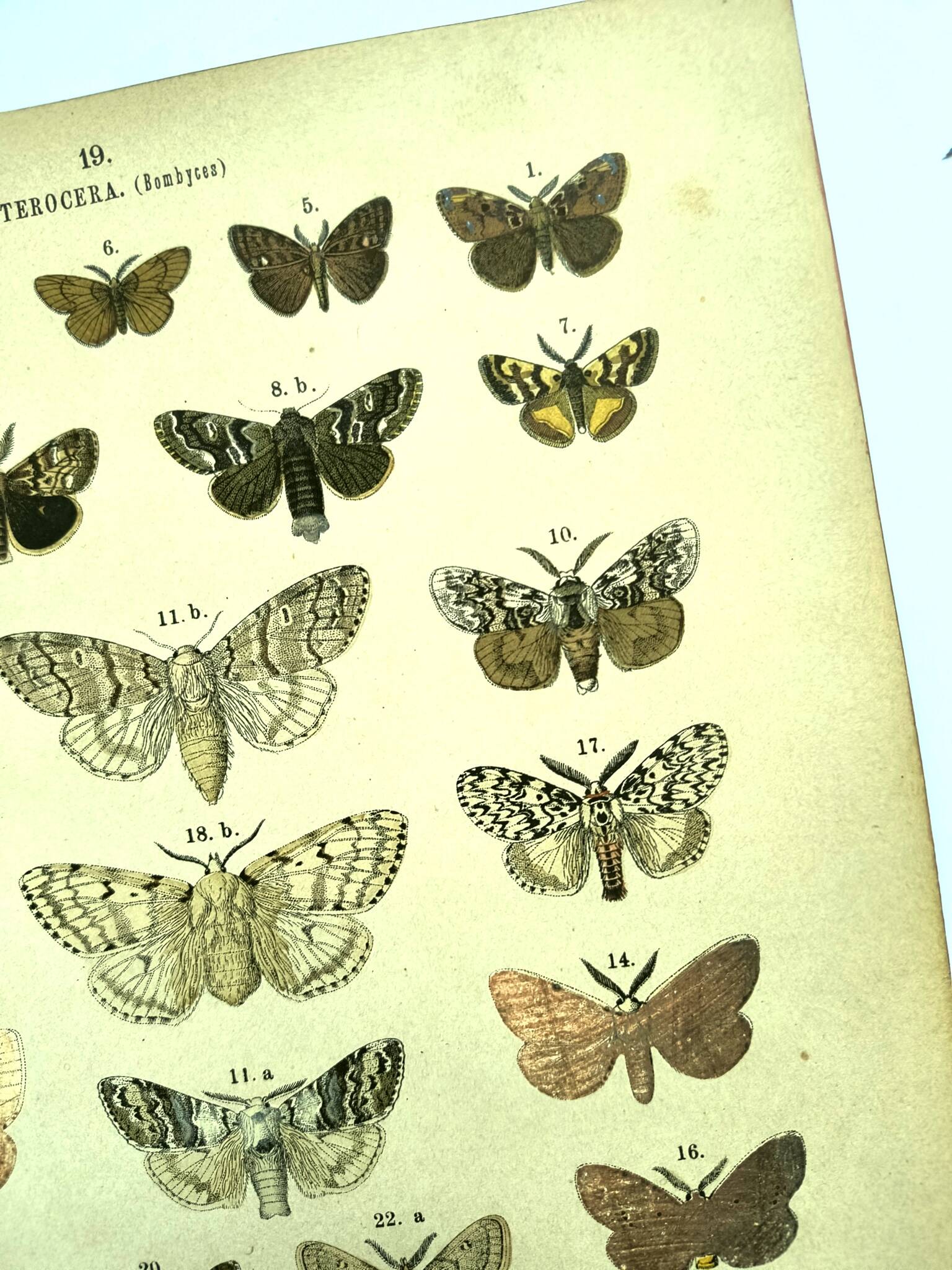 Butterflies - Antique engraving from 1887 - Lithograph by Gonostigma nature