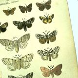 Papillons - Gravure ancienne de 1887 -  Lithographie de Gonostigma nature
