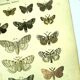 Butterflies - Antique engraving from 1887 - Lithograph by Gonostigma nature