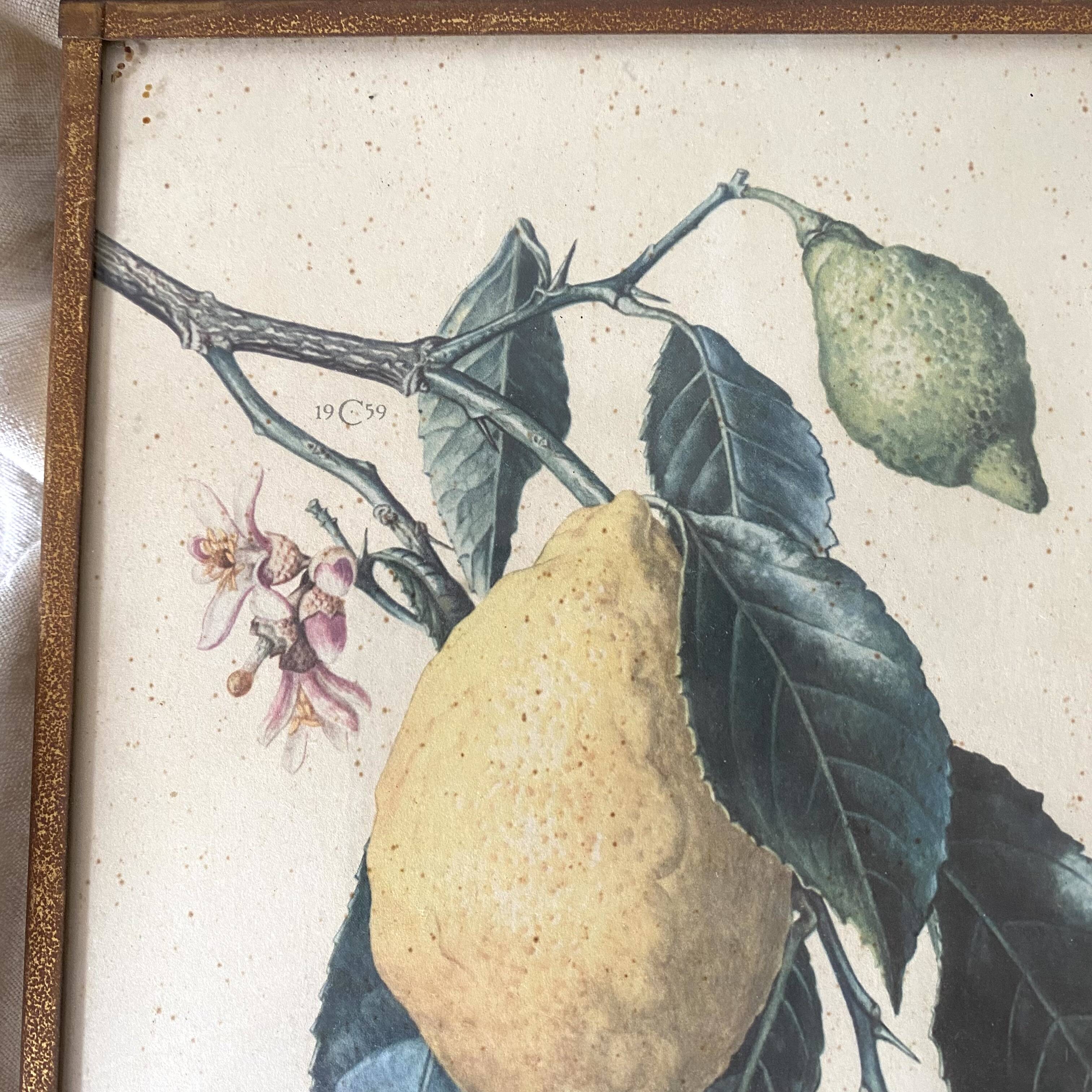 Botanical posters, flower and lemon lithographs, metal frame