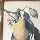 Botanical posters, flower and lemon lithographs, metal frame