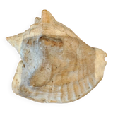 Strombidae Shell