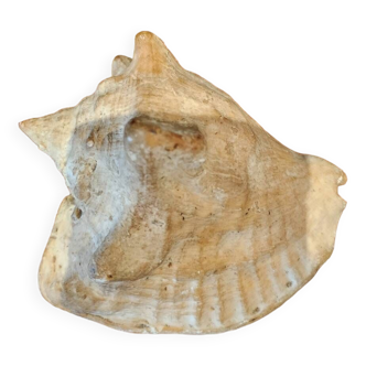 Strombidae Shell