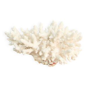 corail blanc années