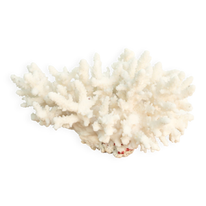 Corail blanc années 70