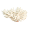 Corail blanc années 70