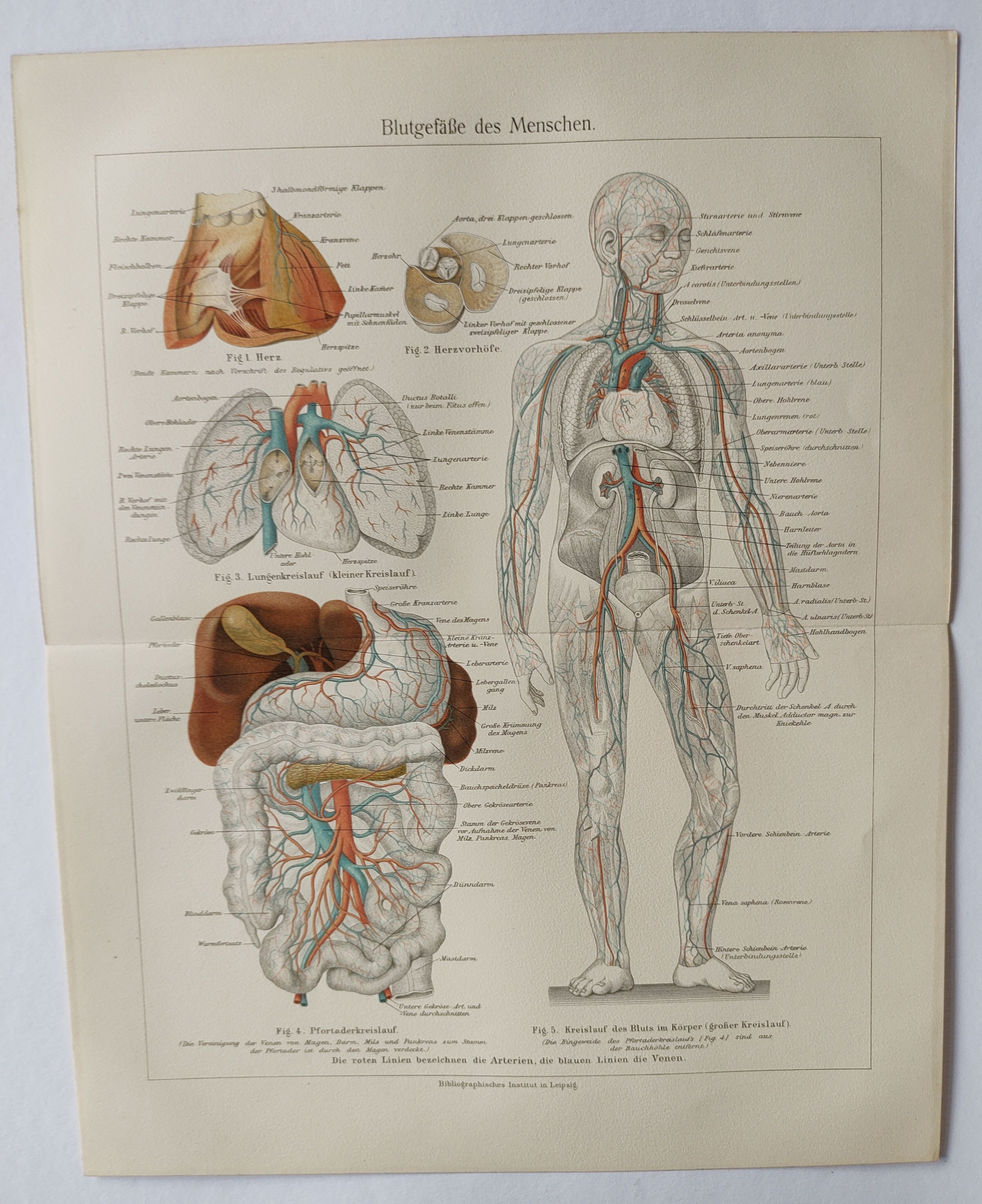 Anatomical Engraving - Human Blood Vessels - Original 1909 Poster